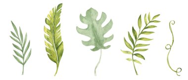 Tropik yeşil yapraklar beyaz arka planda izole edilmiş. Muz palmiyesi, canavar ve okaliptüs dalları, Liana. Suluboya El botanik illüstrasyon çizdi. Desenler, kartlar, logo veya dekorasyon için tasarım ögeleri