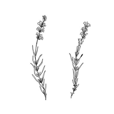 Lavanta çiçekleri sanat eseri. El çizimi grafik vektör çizimi. Kartlar, logolar ve yiyecekler için siyah ve beyaz çizimler, kozmetik tasarım