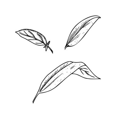Adaçayı, beyaz arkaplanda izole edilmiş vektör çizimi bırakır. El yapımı mürekkep botanik çizimi. Salvia Tıp Tesisi. Bitki çayı, organik kozmetik ürünler ve ürün tasarımları için