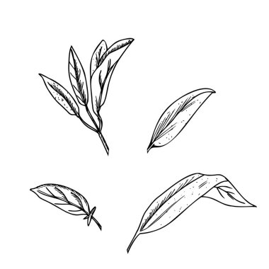 Adaçayı yaprakları vektör illüstrasyonunu beyaz arkaplanda izole eder. El yapımı mürekkep botanik çizimi. Salvia Tıbbi Tesis skeci. Bitki çayı, organik kozmetik ürünler ve ürün tasarımları için