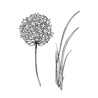 Frenk soğanı, sarımsak yaprakları ve çiçek vektör çizimi. Allium Tuberosum beyaz arka planda izole edildi. El çizimi botanik çizimi. Ürün paketleme tasarımları için