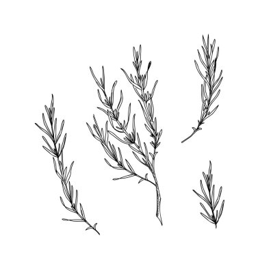 Lavanta yaprakları, dallar siyah ve beyaz çizimler. El çizimi grafik vektör çizimi. Kartlar, logolar ve yiyecekler için çizgi sanatı, kozmetik tasarım