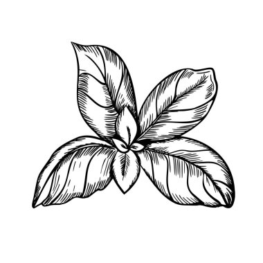 Basil Yaprak Vektör illüstrasyonu. Mutfak bitkilerinin el çizimi, arka planda izole edilmiş baharatlı malzemeler. Etiket, ürün ambalajı, çıkartma veya menü tasarımı için