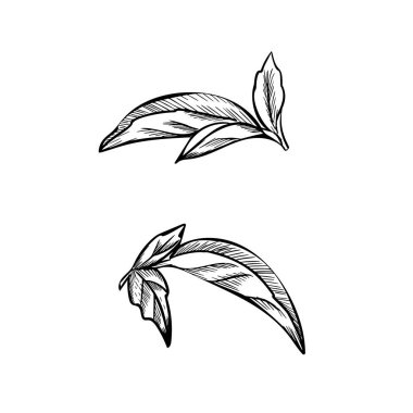 Oregano, Marjoram veya Melissa Leaves vektör çizimlerini klasik botanik tarzında yaptılar. El yapımı mürekkep, aromatik mutfak ve şifalı bitkinin siyah beyaz çizimi. Ürün ambalajları, mutfak tasarımları, eczacı etiketleri