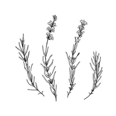 Yaprakları ve çiçekleri olan lavanta dalları. El çizimi grafik vektör çizimi. Kartlar, logolar ve yiyecekler için siyah ve beyaz çizimler, kozmetik tasarım