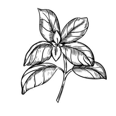 Basil Şube Vektörü illüstrasyonu. Mutfak bitkisi yapraklarının el çizimi, arka planda izole edilmiş baharatlı malzeme. Etiket, ürün ambalajı, çıkartma veya menü tasarımı için