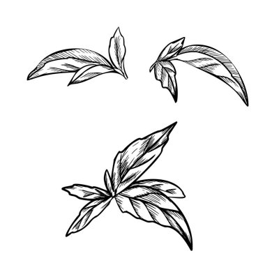 Oregano, Marjoram veya Melissa Leaves vektör çizimlerini klasik botanik tarzında yaptılar. Aromatik mutfak ve şifalı bitkinin el çizimi siyah beyaz çizimi. Ürün ambalajları, mutfak tasarımları, eczacı etiketleri