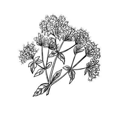 Oregano çiçekleri grafik çizimi. Marjoram inflorescence. Aromatik mutfak ve şifalı bitkinin el çizimi siyah-beyaz çizimi. Ürün ambalajları, mutfak tasarımları, eczacı etiketleri