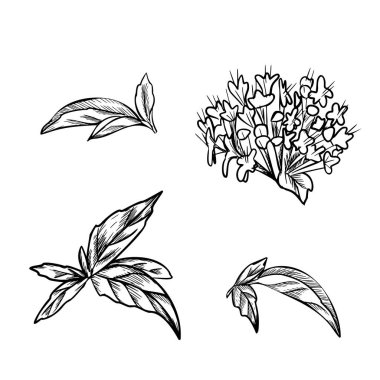 Oregano, Marjoram Leaves and Flowers, inflorescence klasik botanik tarzında grafiksel çizimler yaptı. Aromatik mutfak ve şifalı bitkinin el yapımı siyah beyaz çizimi. Ürün için