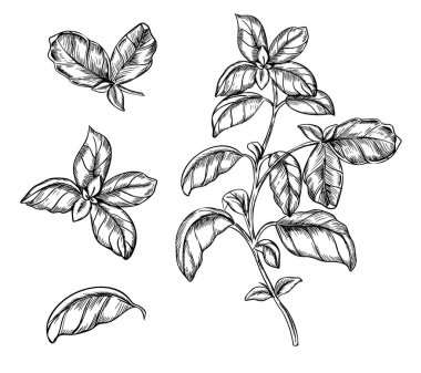 Fesleğen. Dal ve yaprakların vektör çizimi. Mutfak bitkisinin elle çizilmiş mürekkep taslağı, arka planda izole edilmiş baharatlı malzeme. Etiket, ürün ambalajı, kartlar, posterler veya menü tasarımı için