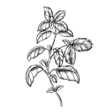 Basil Şube Vektörü illüstrasyonu. Mutfak bitkisi yapraklarının el çizimi, arka planda izole edilmiş baharatlı malzeme. Etiket, ürün ambalajı, çıkartma veya menü tasarımı için