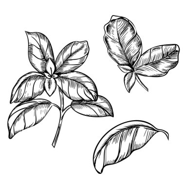 Fesleğen dalı ve yapraklar hazır. Vektör çizimi. Mutfak bitkisinin el çizimi siyah-beyaz çizimi, arka planda izole edilmiş baharatlı malzeme. Etiket, ürün ambalajı, çıkartma veya menü tasarımı için