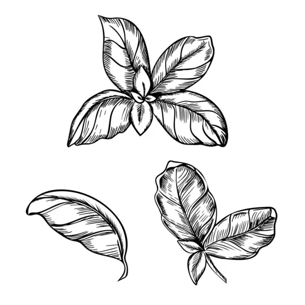 Fesleğen yaprakları hazır. Vektör grafik çizimi. Mutfak bitkisinin elle çizilmiş mürekkep taslağı, arka planda izole edilmiş baharatlı malzeme. Etiket, ürün ambalajı, çıkartma veya menü tasarımı için tasarım ögeleri