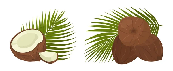 Sada Čerstvě Hnědých Kokosových Ořechů Kresleném Stylu Vektorové Znázornění Matice — Stockový vektor