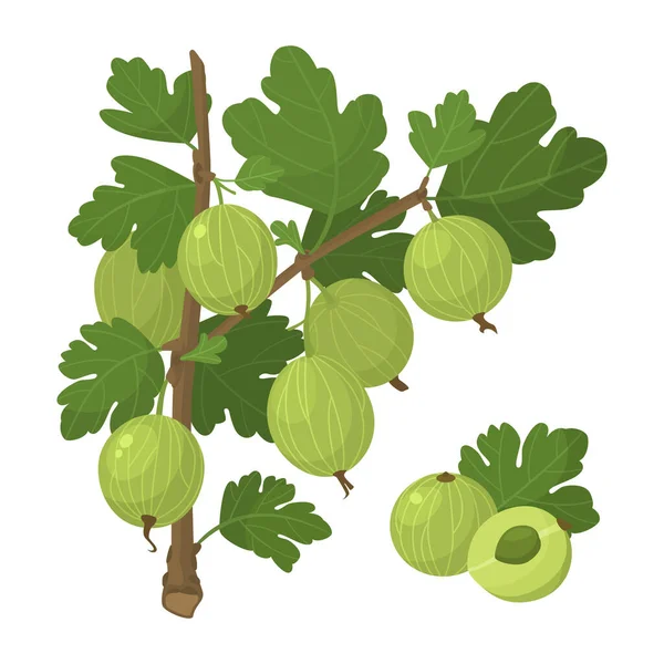 Set Fresh Green Gooseberries Cartoon Style Векторная Иллюстрация Ягод Цельных — стоковый вектор