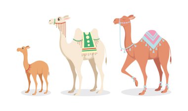 Beyaz arka planda sevimli ve güzel develer var. Bebeklerde büyüleyici karakterler ve çizgi film tarzında farklı tipler..