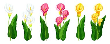 Çizgi film tarzında güzel zambak seti. Yeşil yapraklı zambakların vektör çizimi: beyaz arkaplanda beyaz, pembe ve sarı renkler. Arum zambaklarından buketler.