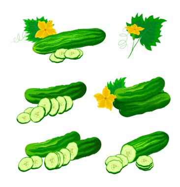 Çizgi film tarzında taze yeşil salatalıklar. Sebzelerin vektör çizimi bütün ve dilimler halinde, büyük ve küçük boyutlarda, bir çiçek ve beyaz arka planda bir yaprak ile..