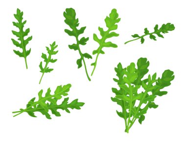 Çizgi film tarzında taze yeşil roka seti. Beyaz arka planda yapraklarla kaplı büyük ve küçük sebzelerin vektör çizimi.