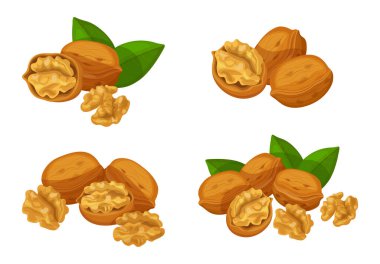 Çizgi film tarzında taze kahverengi ceviz seti. Fındıkların vektör çizimi, büyük ve küçük boyutlarda, yapraklı taçlar üzerinde, kabuklu beyaz arka planda.