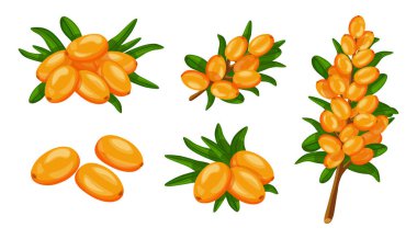 Çizgi film tarzında taze turuncu deniz dikenleri. Yapraklı ve beyaz arkaplanlı büyük ve küçük meyvelerin vektör çizimi.