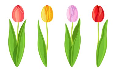 Çizgi film tarzında güzel renkli laleler. Bahar ve yaz çiçeklerinin vektör çizimi büyük ve küçük boyutlarda beyaz arka planda kapalı tomurcuklar.