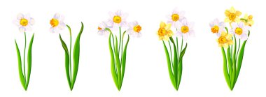 Çizgi film tarzında güzel beyaz ve sarı narsislerden oluşan bir set. Beyaz arka planda kapalı ve açık tomurcuklu büyük ve küçük bahar ve yaz çiçeklerinin vektör illüstrasyonu.
