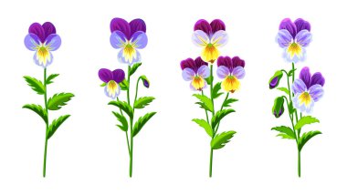 Çizgi film tarzında güzel mor menekşeler. Beyaz arka planda kapalı ve açık tomurcuklu büyük ve küçük bahar ve yaz çiçeklerinin vektör illüstrasyonu.