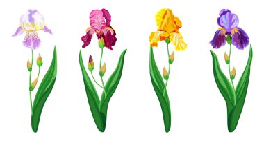 Çizgi film tarzında güzel renkli iris çiçekleri. Beyaz arka planda kapalı ve açık tomurcuklar ile büyük ve küçük boyutlarda bahar ve yaz çiçeklerinin vektör illüstrasyonu.
