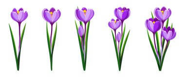 Çizgi film tarzında güzel bir mor kroket seti. Beyaz arka planda kapalı ve açık tomurcuklar ile büyük ve küçük boyutlarda bahar ve yaz çiçeklerinin vektör illüstrasyonu.