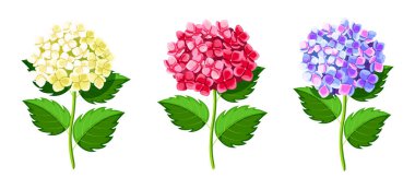 Çizgi film tarzında güzel beyaz, pembe ve mavi ortancalar. Kapalı ve açık tomurcuklu yeşil yapraklı geniş ve küçük boyutlarda bahar ve yaz çiçeklerinin vektör çizimi.
