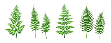 Çizgi film tarzında bir dizi güzel eğrelti otu. Beyaz arka planda izole edilmiş farklı şekil ve boyutlarda yeşil ve taze eğrelti otu dallarının vektör çizimi. Tropik bitkiler.