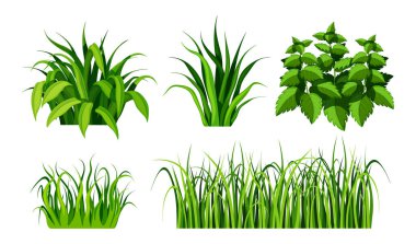 Çizgi film tarzında bir çimen seti. Beyaz arka planda farklı şekil ve boyutlarda yaprakları ve yaprakları olan ilkbahar ve yaz yeşili çimenlerin vektör çizimi.