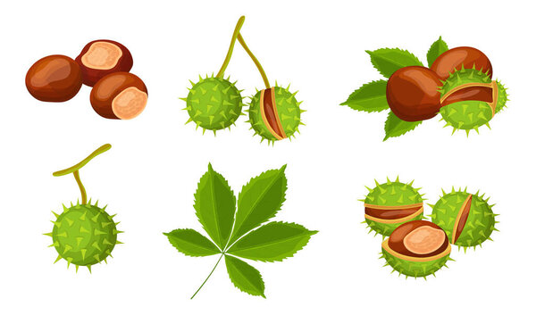 Set of fresh brown chestnuts in cartoon style. Vector illustration of nuts, large and small sizes, on crowns with leaves, in a spiny shell on white background.