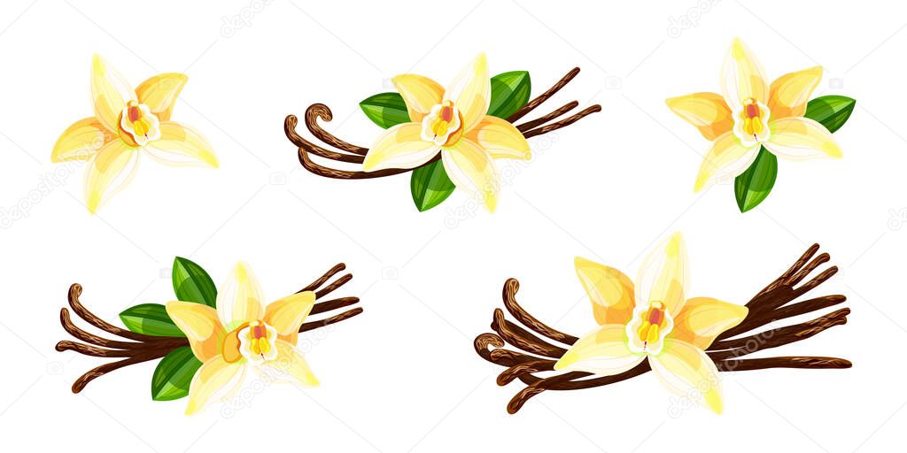 Set of beautiful yellow vanilla in cartoon style. Vector illustration of spring and summer flowers large and small sizes with big leaves and twigs on white background.