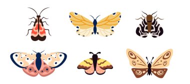 Çizgi film tarzında renkli kelebekler ve güveler. Renkli kanatlı bir grup tropikal uçan böcek. Beyaz zemin üzerinde gerçek uçan böceklerin vektör çizimi.