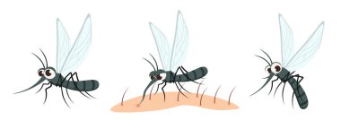 Beyaz arka planda şirin ve güzel bir sivrisineğin vektör çizimi. Farklı pozlardaki alımlı karakterler sakin durur, vücuduna kan içmek için oturur, çizgi film tarzında uçar..