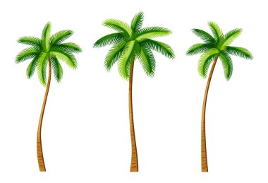 Çizgi film tarzında bir dizi tropik palmiye ağacı. İnce, uzun gövdeli, yeşil, gür taç yapraklı, beyaz arka planda bulunan çeşitli palmiye ağaçlarının vektör çizimi. Hindistan cevizi palmiyeleri.