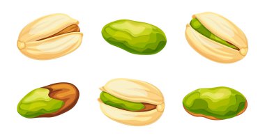 Çizgi film tarzında lezzetli fıstık seti. Farklı, güzel fıstıkların vektör çizimi: kabuklu, soyulmuş, beyaz arka planda izole edilmiş. Besleyici fıstıklardan sağlıklı bir aperatif..