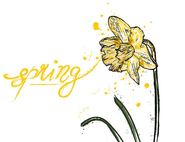 Tarjeta Primavera Narciso Color Amarillo Narciso Flor Vectorial Acuarela Salpicadura — Archivo Imágenes Vectoriales
