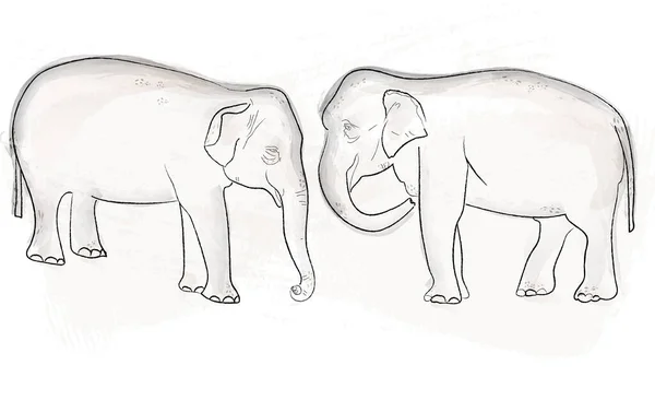 Dos Elefantes Vector Acuarela Cartel Ilustraciones De Stock Sin Royalties Gratis