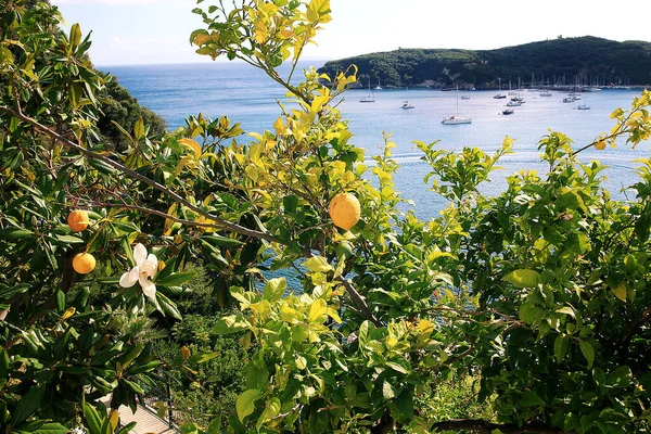 海辺の景色を望む木の枝に新鮮なレモン — ストック写真