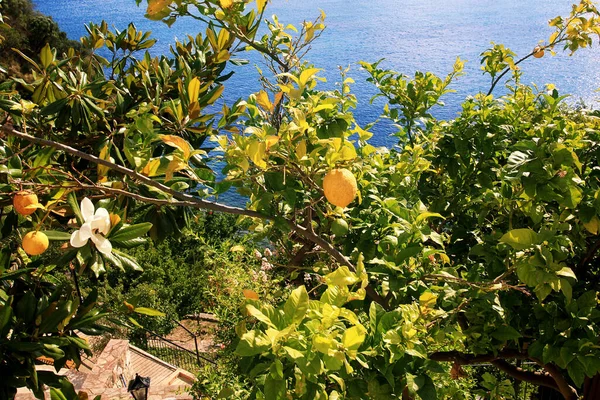 Свежие Лимоны Дереве Фоне Моря — стоковое фото