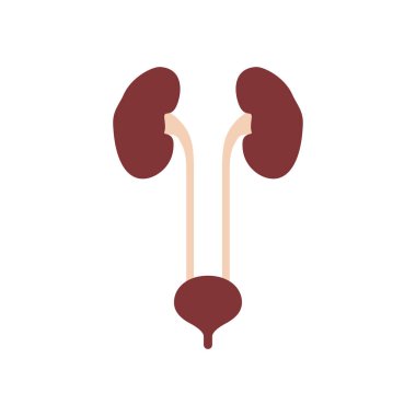 Düz ikon böbrekler ve idrar kesesi beyaz arka planda izole edilmiş. İnsan organları. Vektör illüstrasyonu.