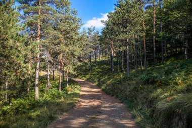 Yazın ağaçlı orman yolu ve güneş ışığı. Güzel dağ manzarası.