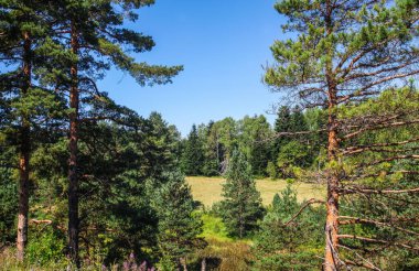 Dağdaki ormandaki çam ağaçlarının manzarası