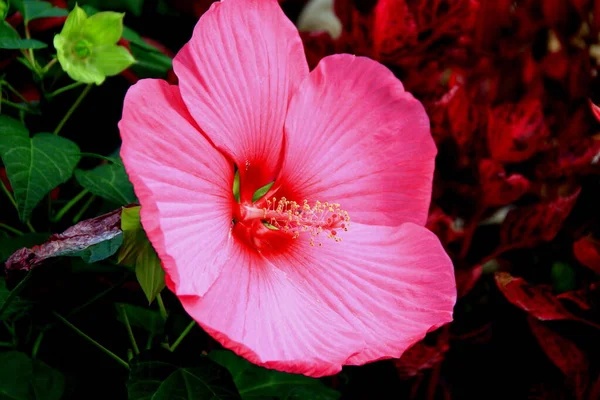 Μεγάλο Ροζ Λουλούδι Ιβίσκου Κοντινή Απόσταση Φωτίζεται Από Φως Του — Φωτογραφία Αρχείου