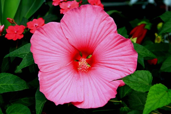 Велика Рожева Квітка Гібіскуса Крупним Планом Освітлена Сонячним Світлом — стокове фото