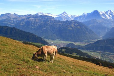 İsviçre 'nin Interlaken yakınlarındaki Niederhorn Dağı' ndaki İsviçre Alpleri 'nin arka planında otlayan bir dağ ineğiyle manzara.