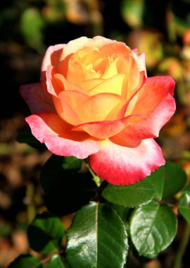 Kırmızı-sarı gül, güneş ışığında, tam çiçeklenme, yakın plan.